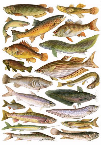 Peixes de Água Doce do Império - Região da Austrália de English School