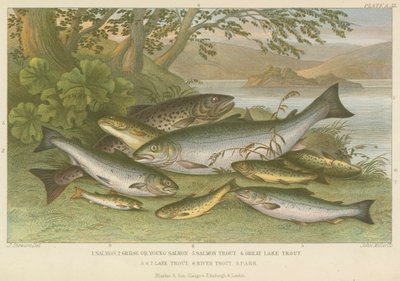 Peixe de água doce (gravura colorida) de English School