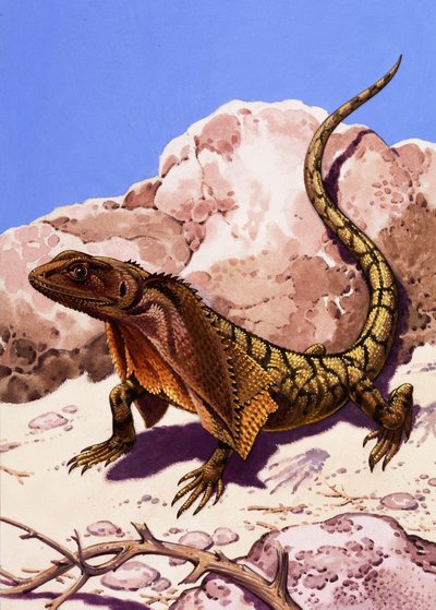 Lagarto Frilled de English School