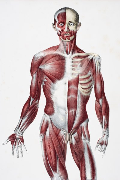 Frente do corpo humano masculino mostrando músculos tendões e ossos, de Os vasos do corpo humano, editado por Jones Quain e William Wilson, publicado por Taylor e Watson, Londres em 1837 (litro de cor de English School