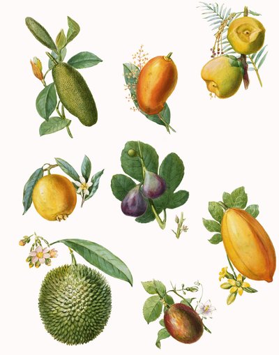 Fruta de English School
