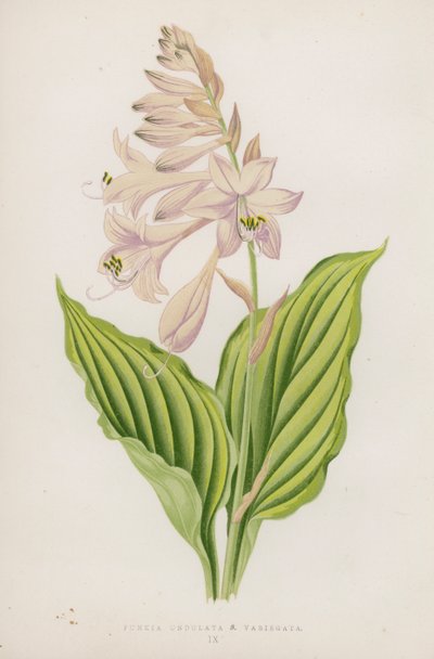 Funkia Undulata; B Variegata (litografia a cores) de English School