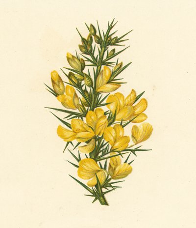 Furze, Ulex Europaeus (litografia a cores) de English School