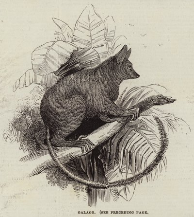 Galago (gravura) de English School