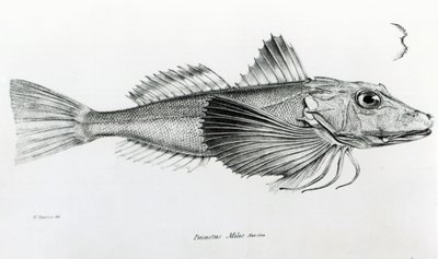 Gurnardo de Galápagos, prato 6 de &39;A zoologia da viagem de HMS Beagle, 1832-36&39; por Charles Darwin de English School