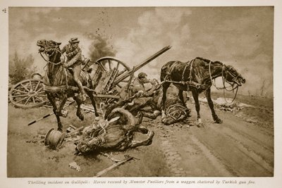 Gallipoli: Cavalos resgatados por Munster Fusiliers de um vagão destroçado pelo fogo armado turco, 1914-19 de English School