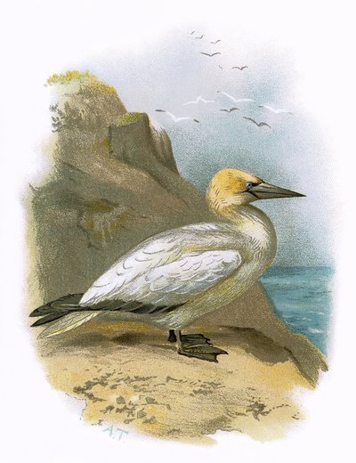 Gannet de English School
