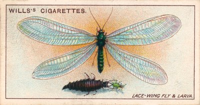 Vida no jardim: Mosca-da-roda e larva (chromolitho) de English School
