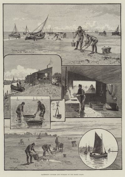 Recolhendo Cockles and Winkles on the Essex Coast (gravura) de English School