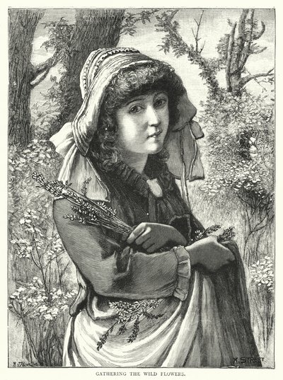 Apanhar as flores silvestres (gravura) de English School