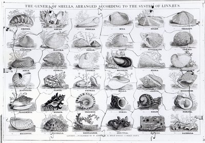 Gêneros de Jigsaw conchas, pub. de W. Edwards de English School