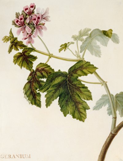 Gerânio (wc em velino) de English School