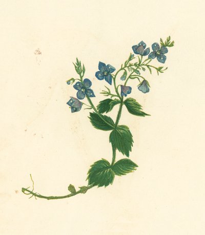 Germander Speedwell, Veronica Chamaedrys (litografia a cores) de English School