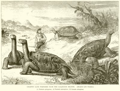 Tartarugas terrestres gigantescas das Ilhas Galápagos de English School