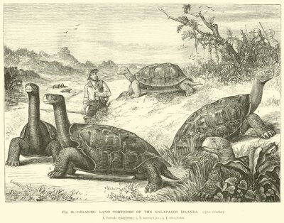 Tartarugas terrestres gigantescas das Ilhas Galápagos de English School