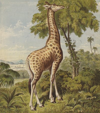 Girafa (litografia a cores) de English School