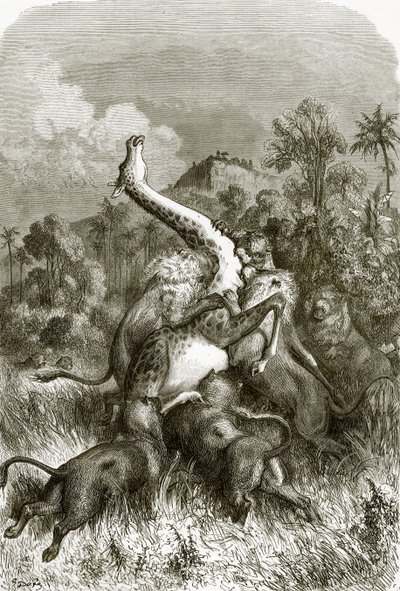 Girafa e leões de English School