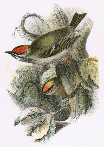 Goldcrest (inferior) e Firecrest (superior) de English School