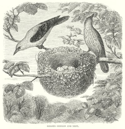 Orioles dourados (gravura) de English School