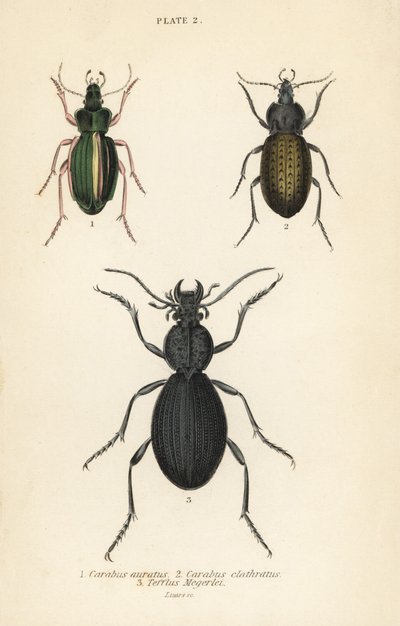 Escaravelho terrestre dourado, Carabus auratus 1, besouro terrestre, Carabus clathratus 2, e besouro terrestre preto grande, Tefflus megerlei de English School
