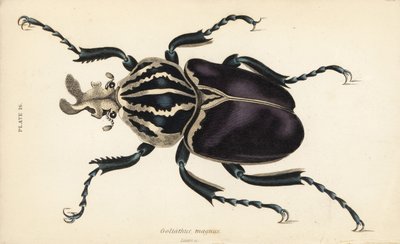 Goliath beetle, Goliathus goliatus (Goliathus magnus) de English School