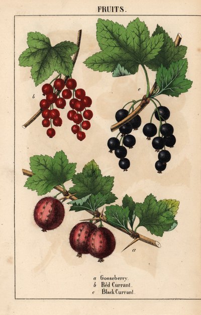 Groselha, groselha vermelha e groselha preta, de "The Instructive Picturebook, or Lessons from the Vegetable World," [Charlotte Mary Yonge], Edimburgo de English School