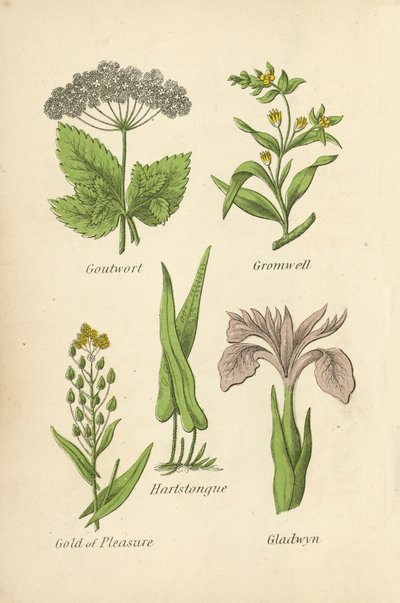 Goutwort, Gromwell, Hartstongue, Gold of Pleasure, Gladwyn de English School