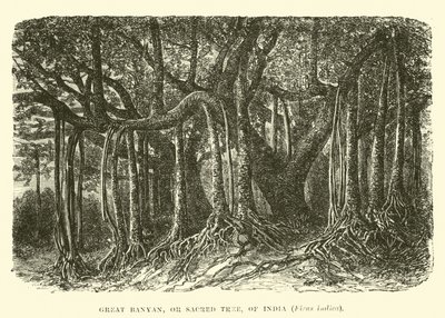 Grande Banyan, ou árvore sagrada, da Índia, Ficus indica de English School