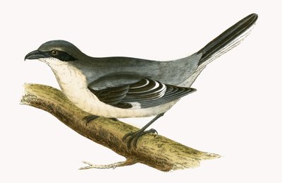 Grande Picanço Grisalho, ilustração de "Uma História das Aves da Europa Não Observadas nas Ilhas Britânicas", de Charles Robert Bree (1811-1886), publicado em 1867 de English School