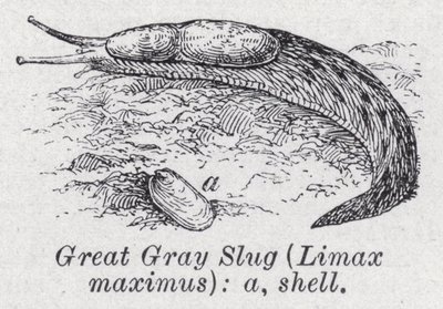 Grande lesma cinza, Limax maximus (litho) de English School