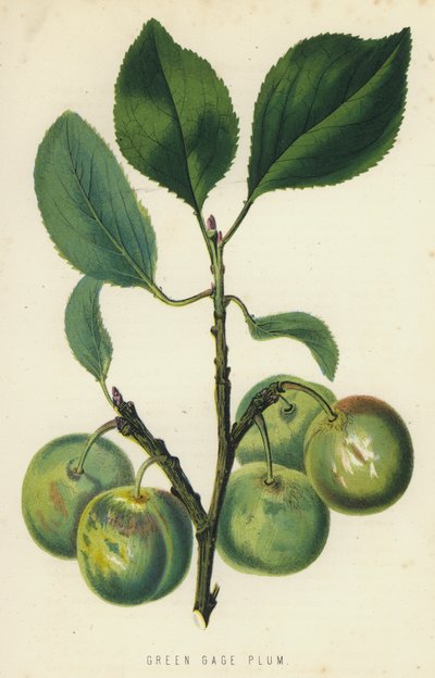 Ameixa de calibre verde de English School