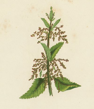 Urtiga verde, Urtica Dioica (litografia a cores) de English School