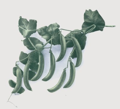 Ervilhas verdes (cor litho) de English School