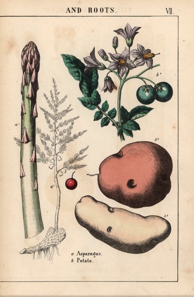 Espargos verdes e batata , de "The Instructive Picturebook, or Lessons from the Vegetable World," [Charlotte Mary Yonge], Edimburgo de English School