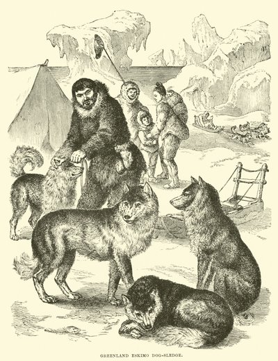 Trenó-cão Eskimo da Groenlândia de English School