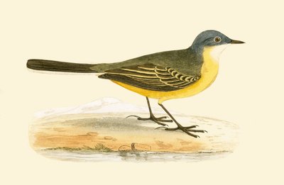 Alvéola-de-cabeça-cinzenta, ilustração de "Uma História das Aves da Europa Não Observadas nas Ilhas Britânicas", de Charles Robert Bree (1811-1886), publicada em 1867 de English School