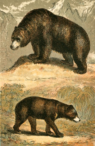 Urso pardo e urso malaio de English School