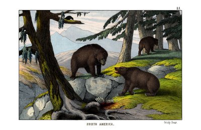 Urso pardo de English School
