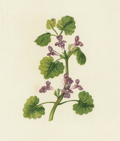 Hera rasteira, Glechoma Hederacea (litografia a cores) de English School