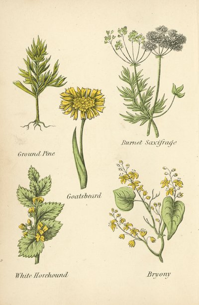 Pinheiro moído, Saxifragia Burnet, Barba-de-cabra, Marroio-branco, Bryony de English School