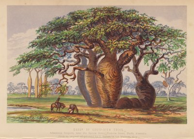 Grupo de árvores de caule curto, Austrália (litografia a cores) de English School