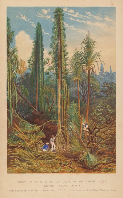 Grupo de Pandanus no delta do rio Zambesi, África Tropical Oriental (litografia a cores) de English School
