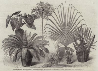 Grupo de Plantas Raras na Late International Horticultural Exhibition, South Kensington (gravura) de English School