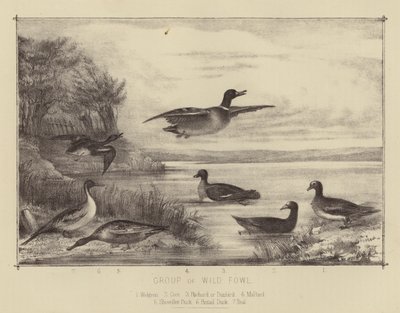 Grupo de Aves Selvagens (lito a cores) de English School