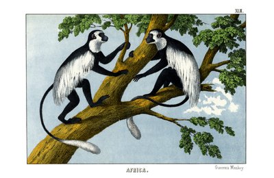 Macaco Guereza de English School