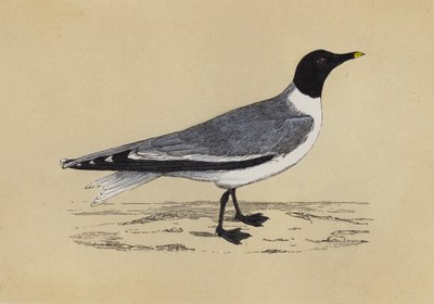 Gaivota (litografia a cores) de English School