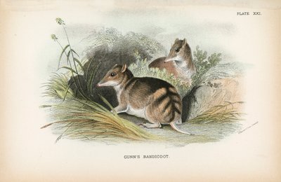 Bandicoot de Gunn de English School