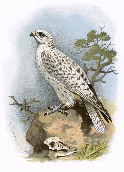 Gyr-Falcon de English School