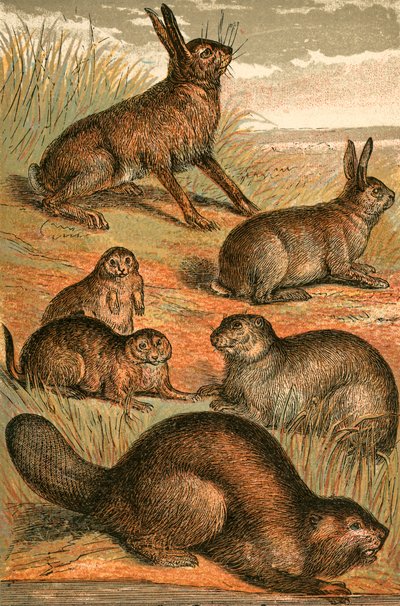 Lebre, Praire Cães, Coelho, Marmota e Castor de English School