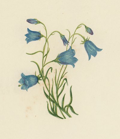 Harebell, Campanula Rotundifolia (cor litho) de English School